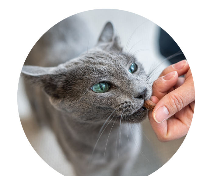 themenwelt bubble titel katzenernaehrung 680x579